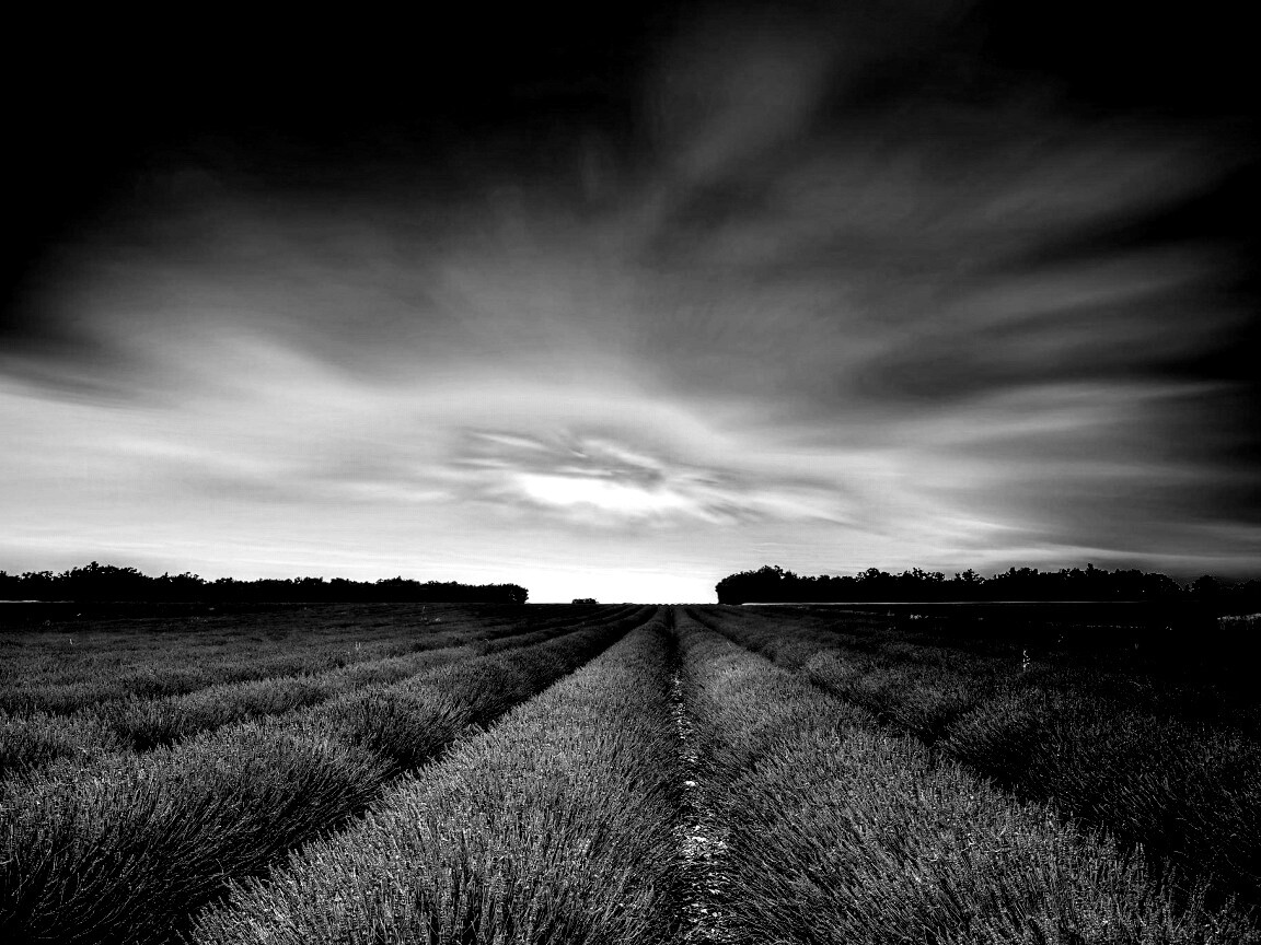 Поле фиолетовых цветов на закате обои