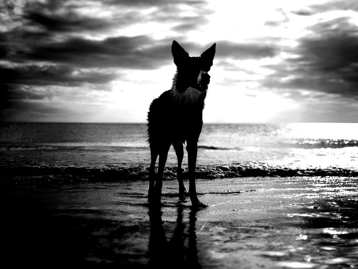 Собачка на пляже обои