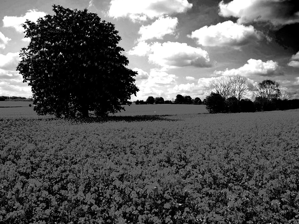 Каштан на цветочном поле обои