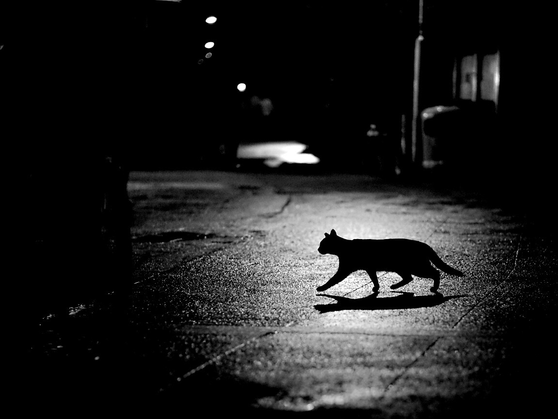 Кошка на ночной улице обои