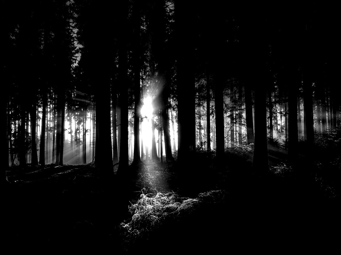 Свет пробивается сквозь стволы деревьев обои