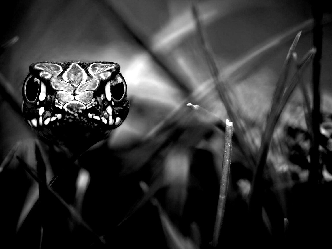 Змея в траве обои