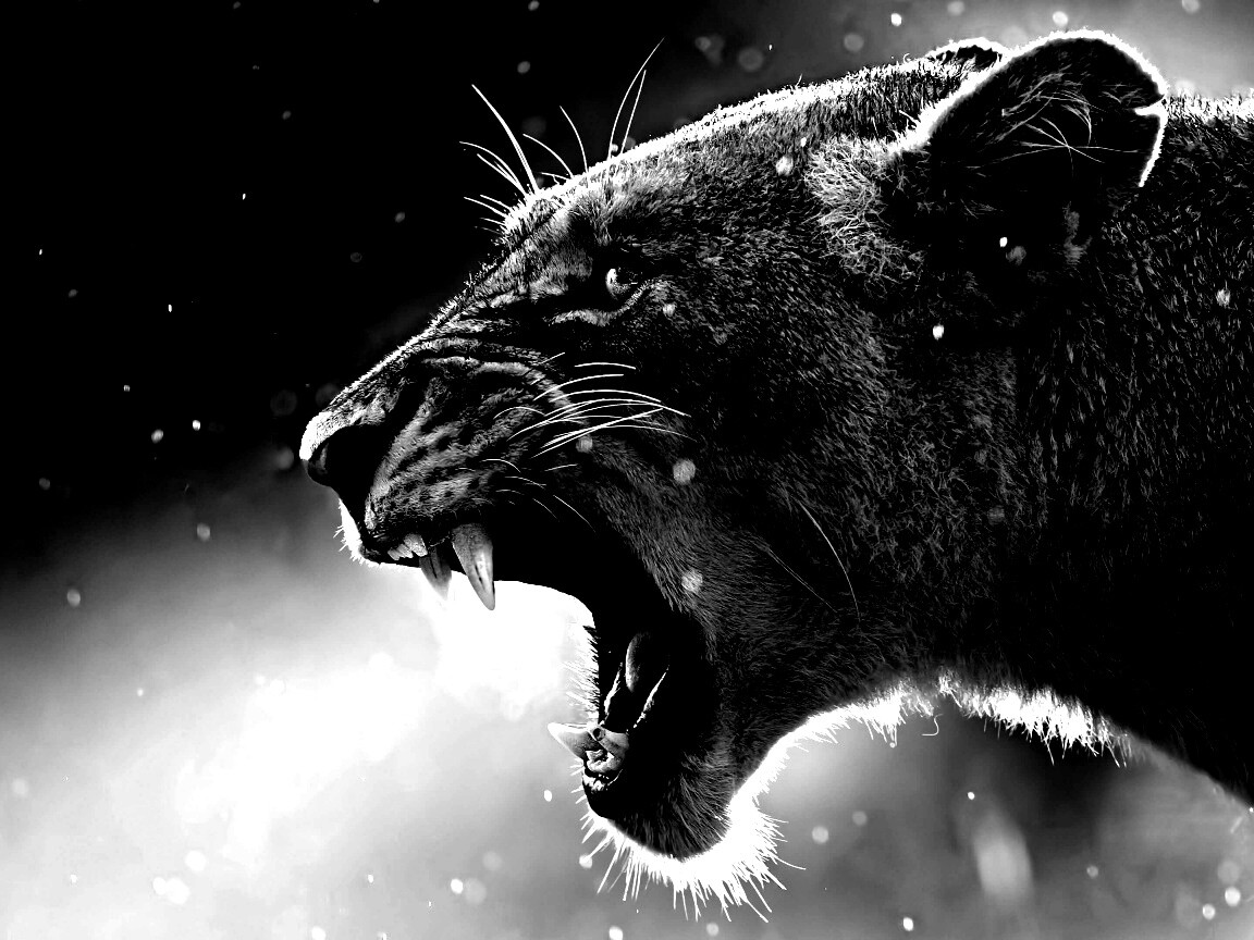 Грозный львиный рык обои