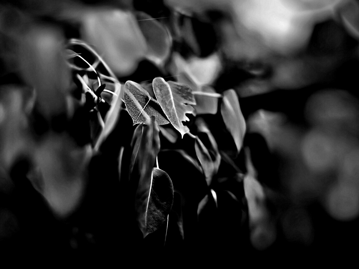 Фиолетовые листья обои