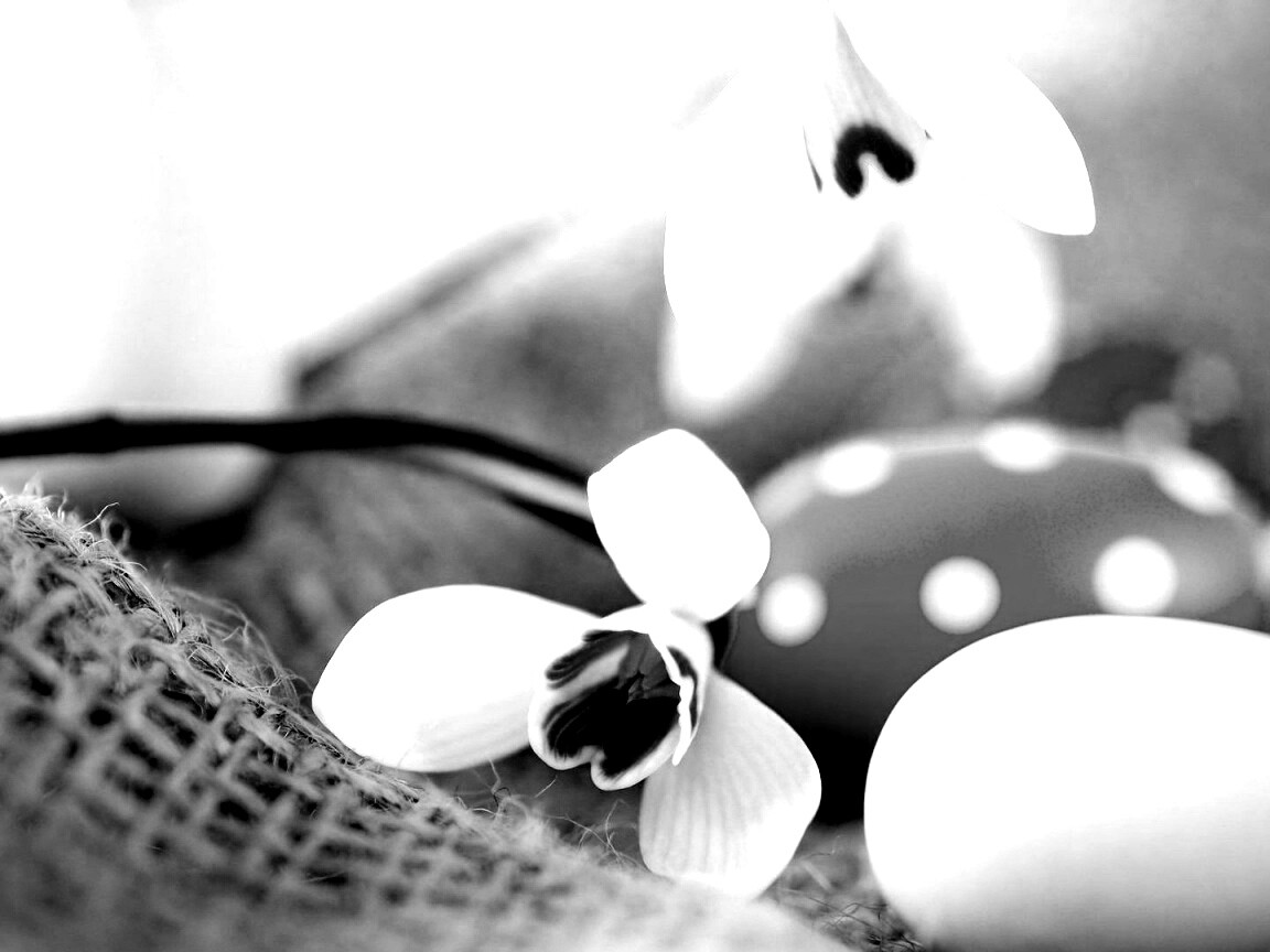 Белый цветок и яйца обои