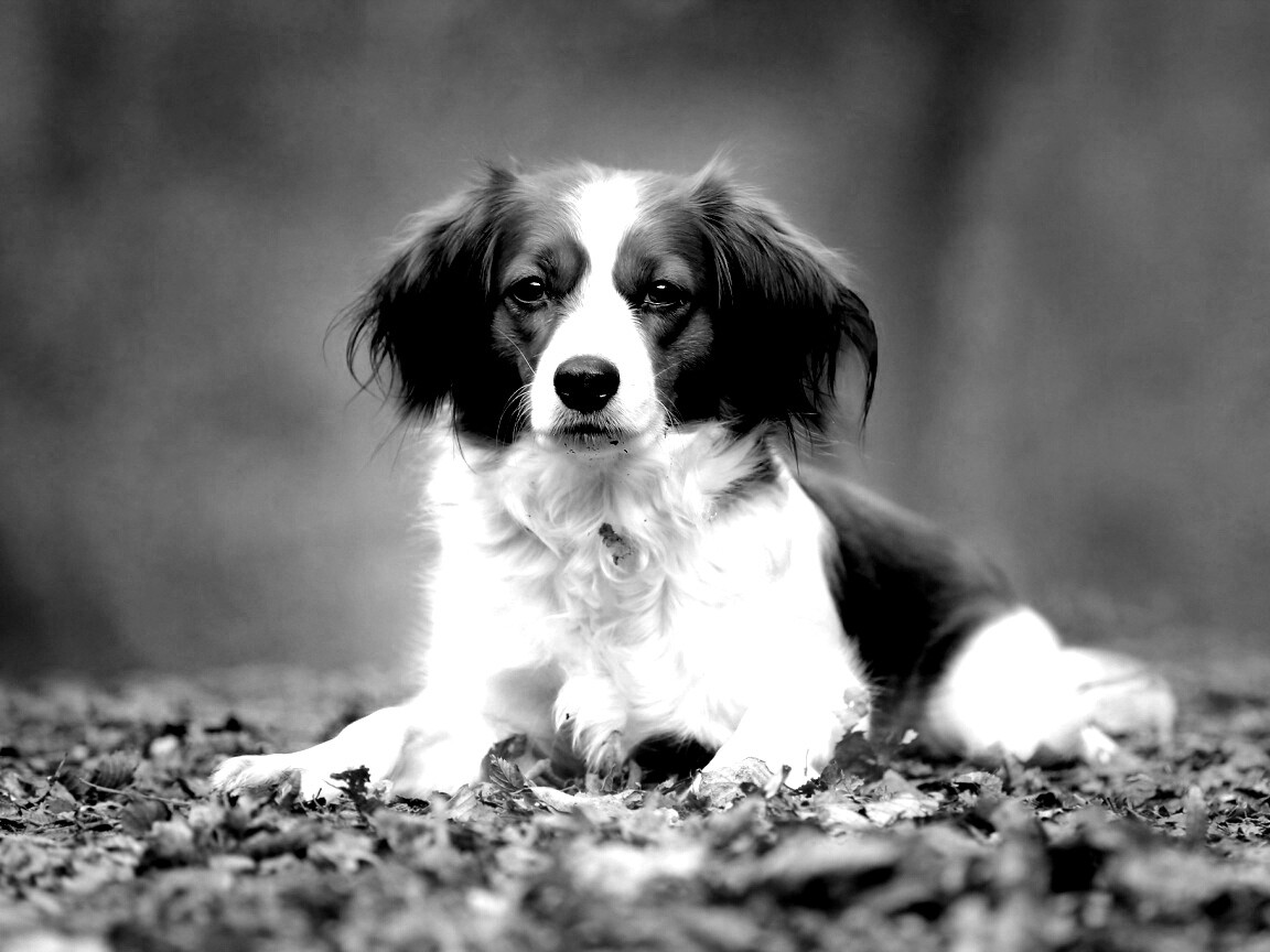 Собака на ковре из осенних листьев обои