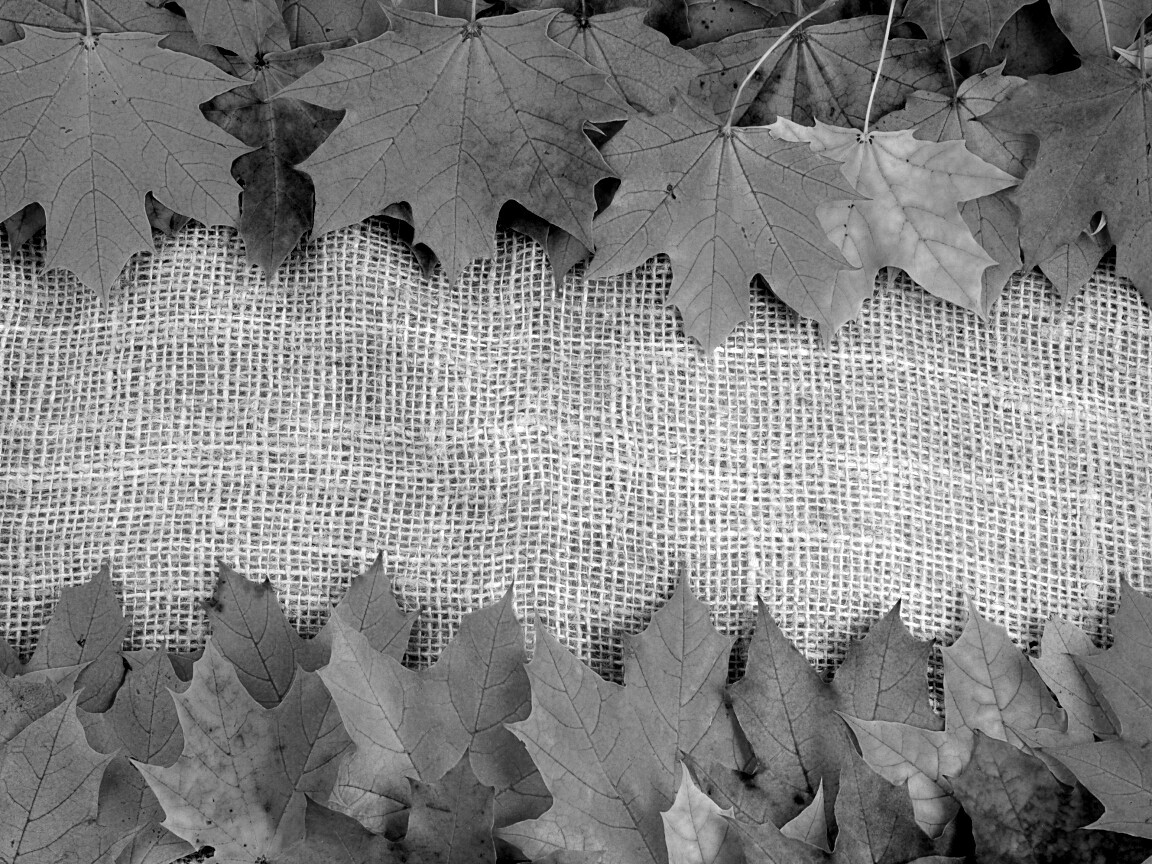 Желтые кленовые листья на холсте обои