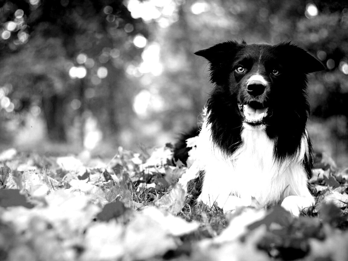 Пес среди листвы обои