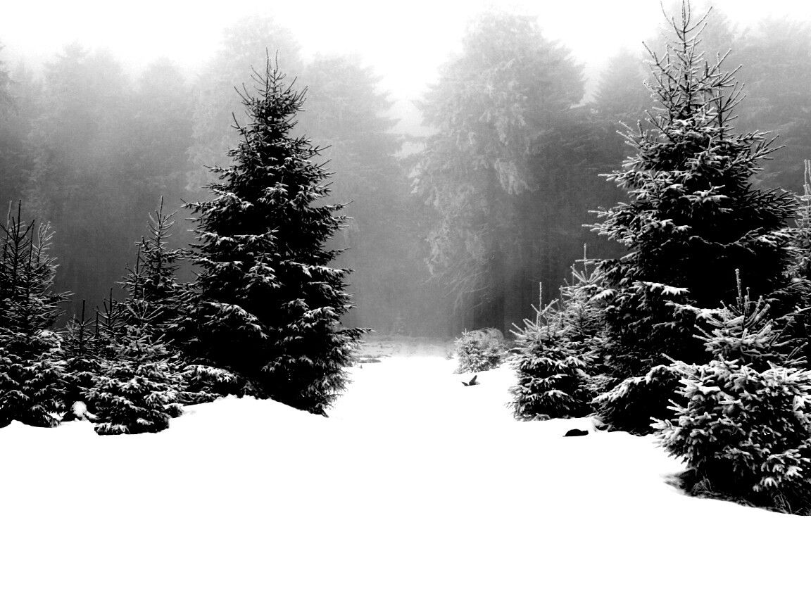 Ёлки в сугробах обои