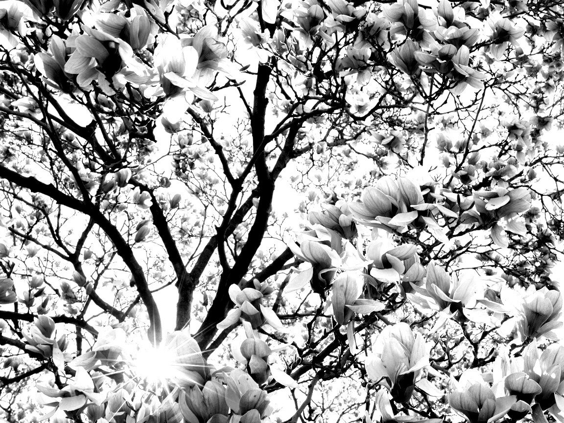 Магнолия обои