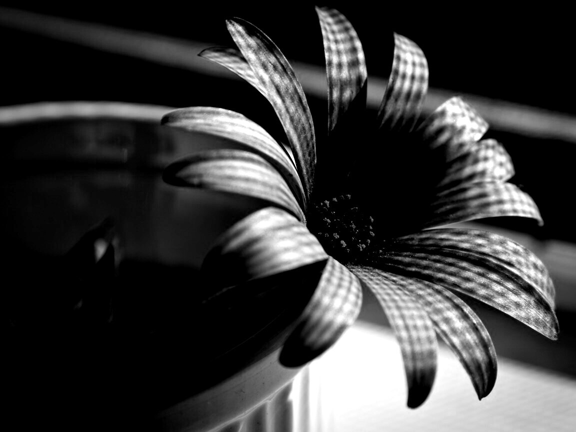 Сиреневый цветок в стакане обои