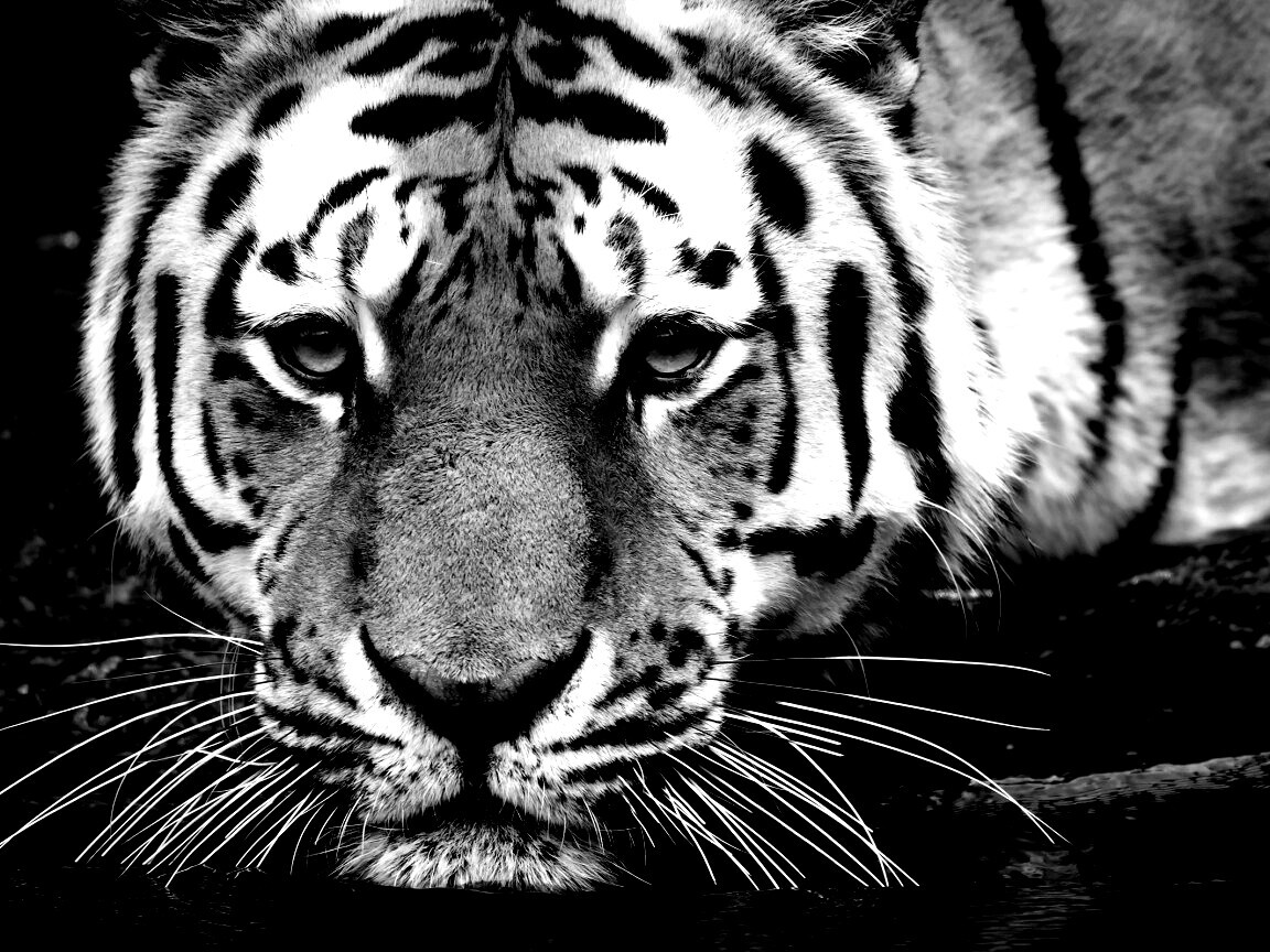 Купание тигра обои