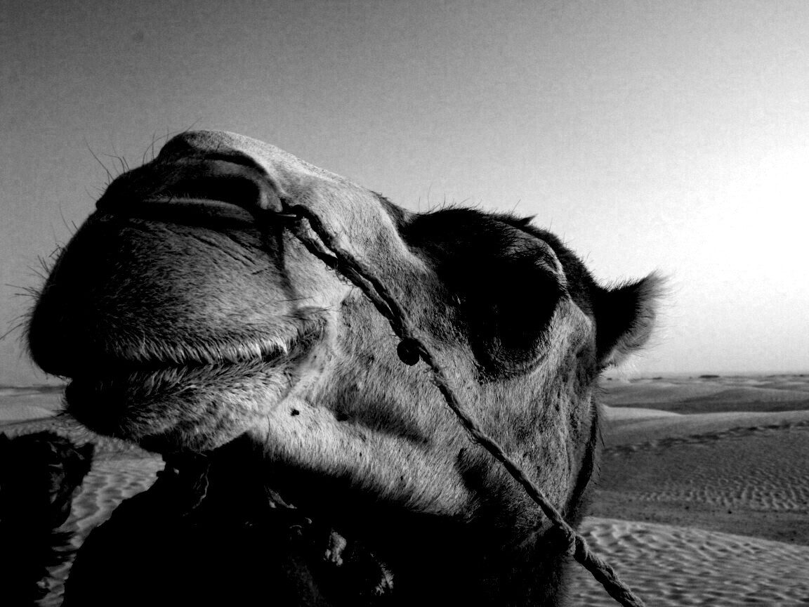 Верблюд обои