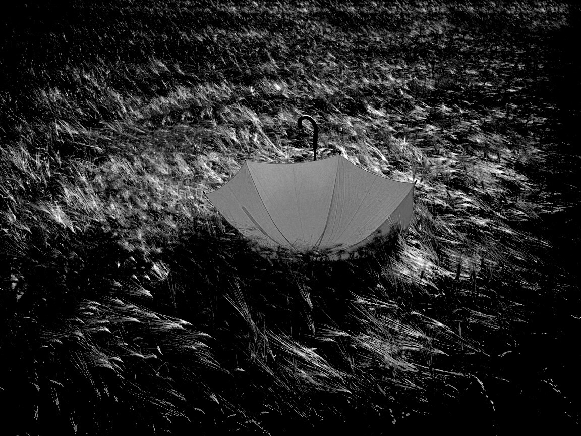 Зонт на траве обои