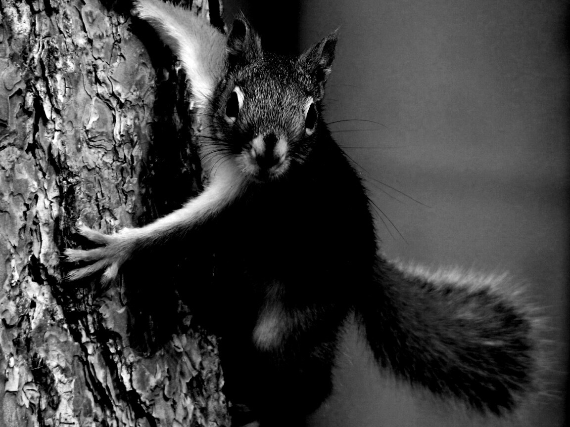 Белка на дереве обои