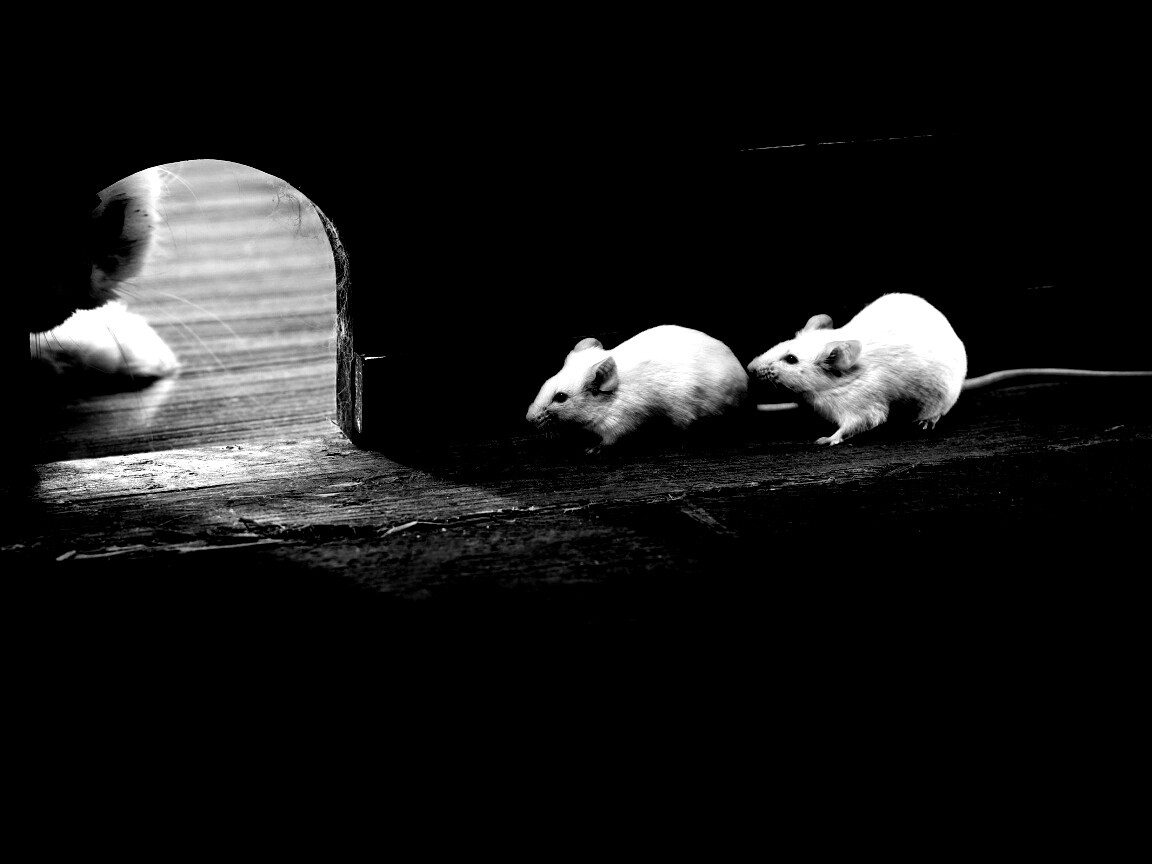 Кошки - мышки обои