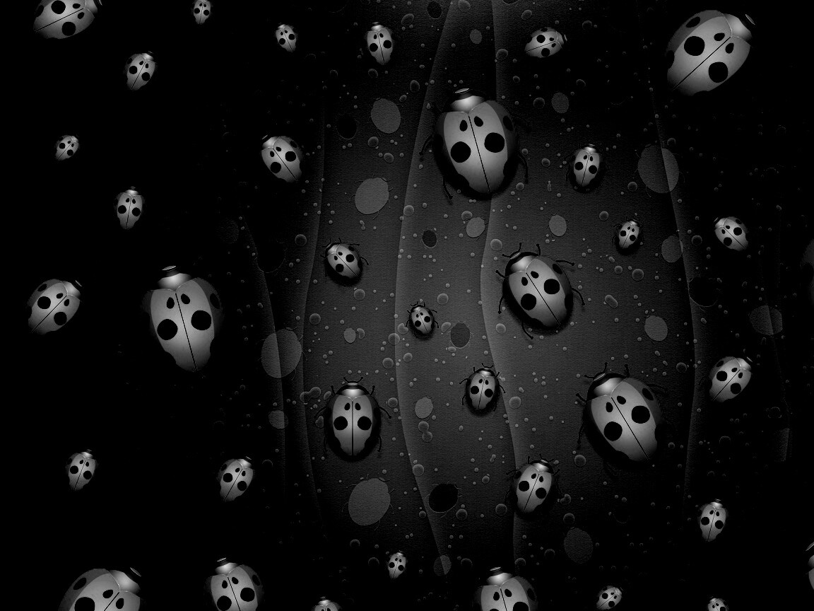 Божьи коровки обои