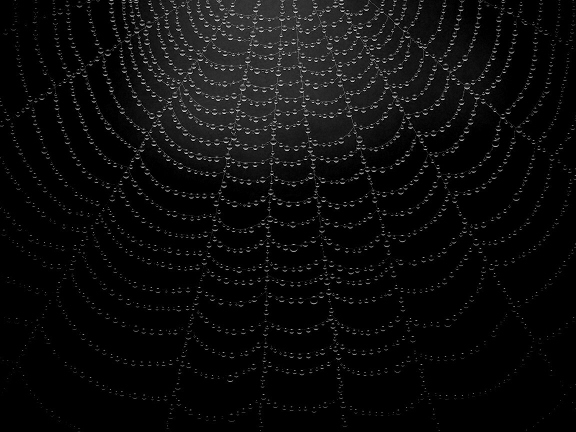 Роса на паутине обои
