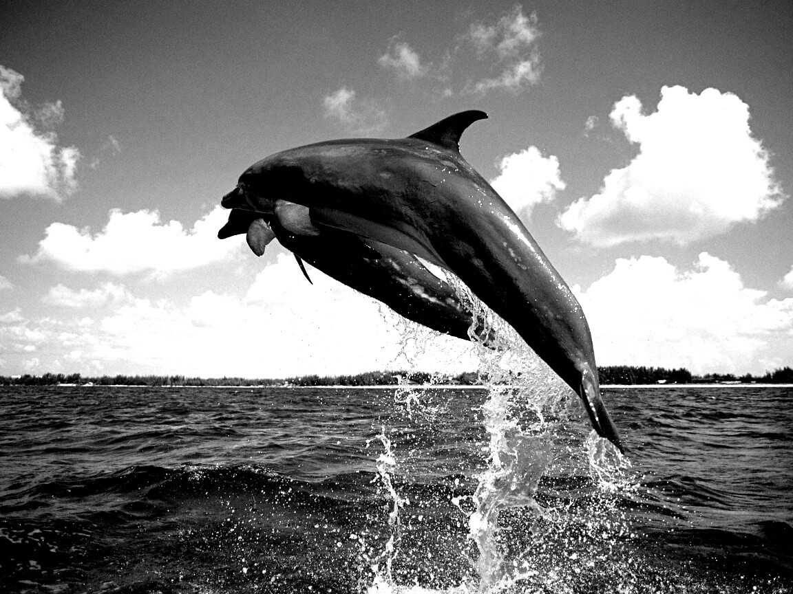 Дельфины обои