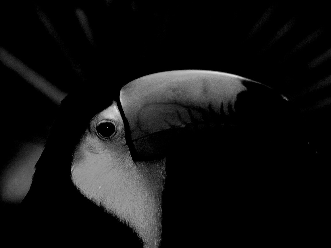 Грустный желтогрудый тукан обои