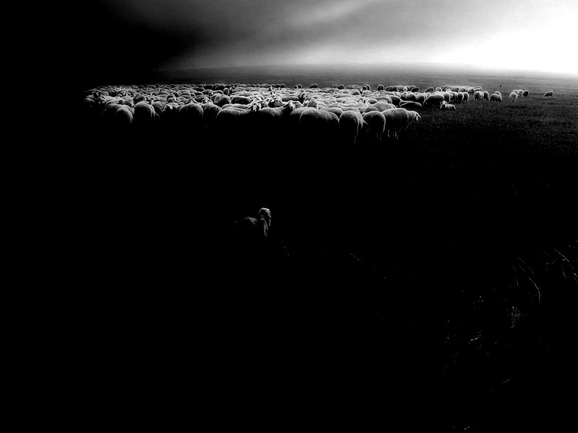 Волк и овцы обои