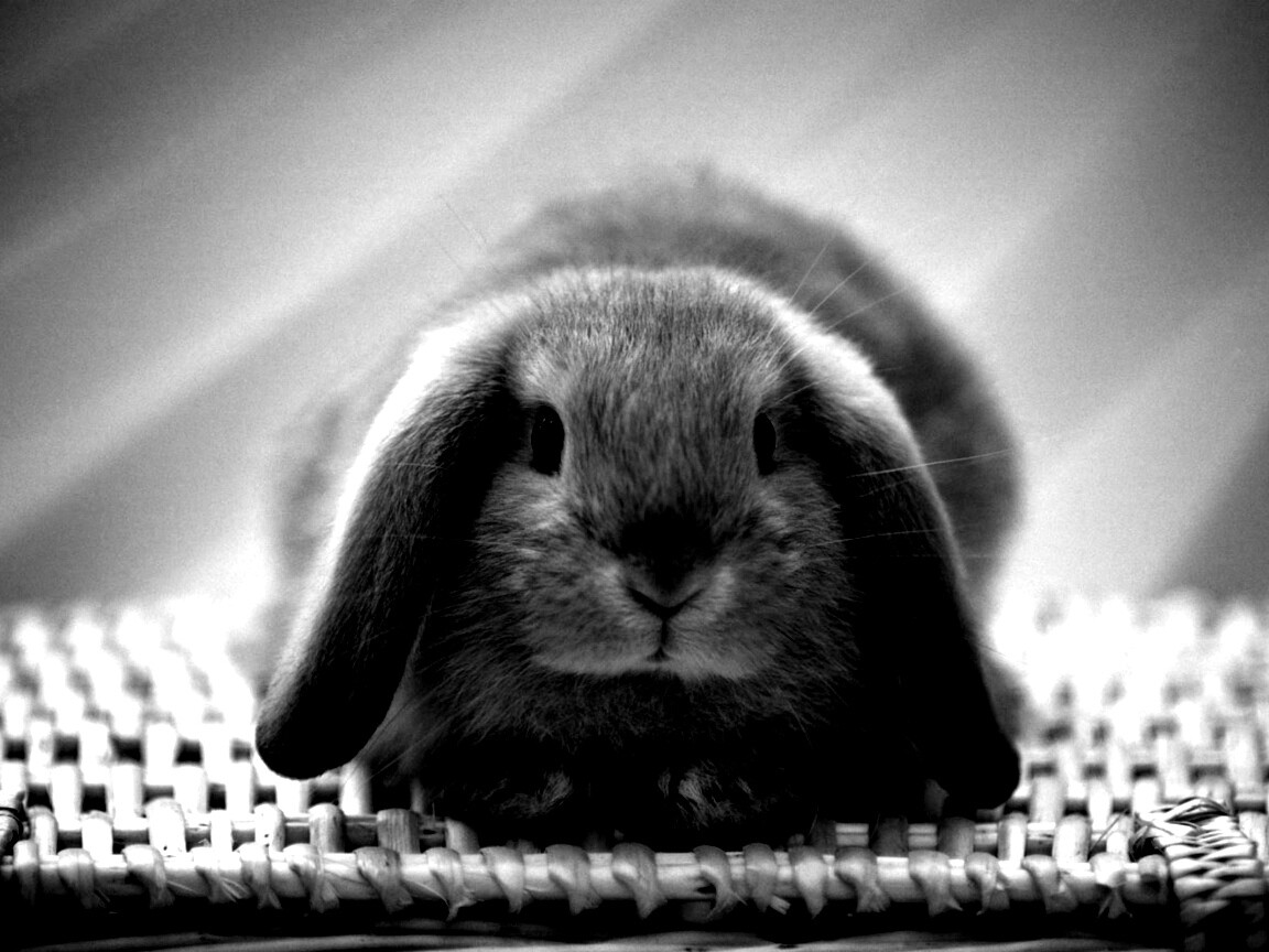 Кроличек обои