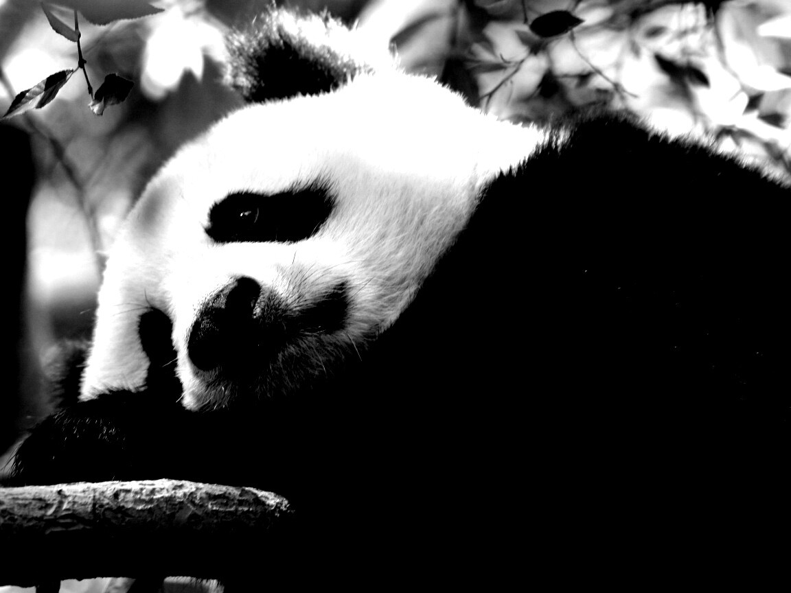 Грустный панда обои
