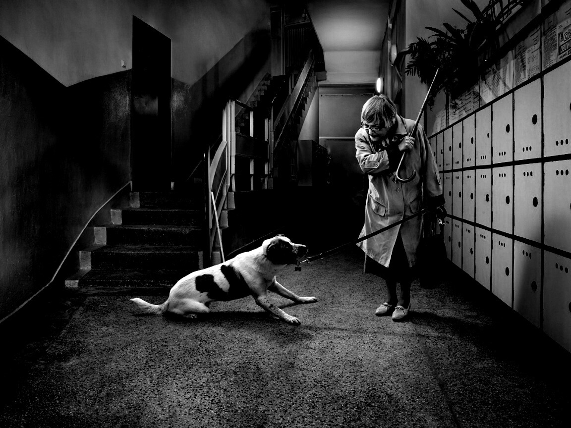 Непослушная собака обои