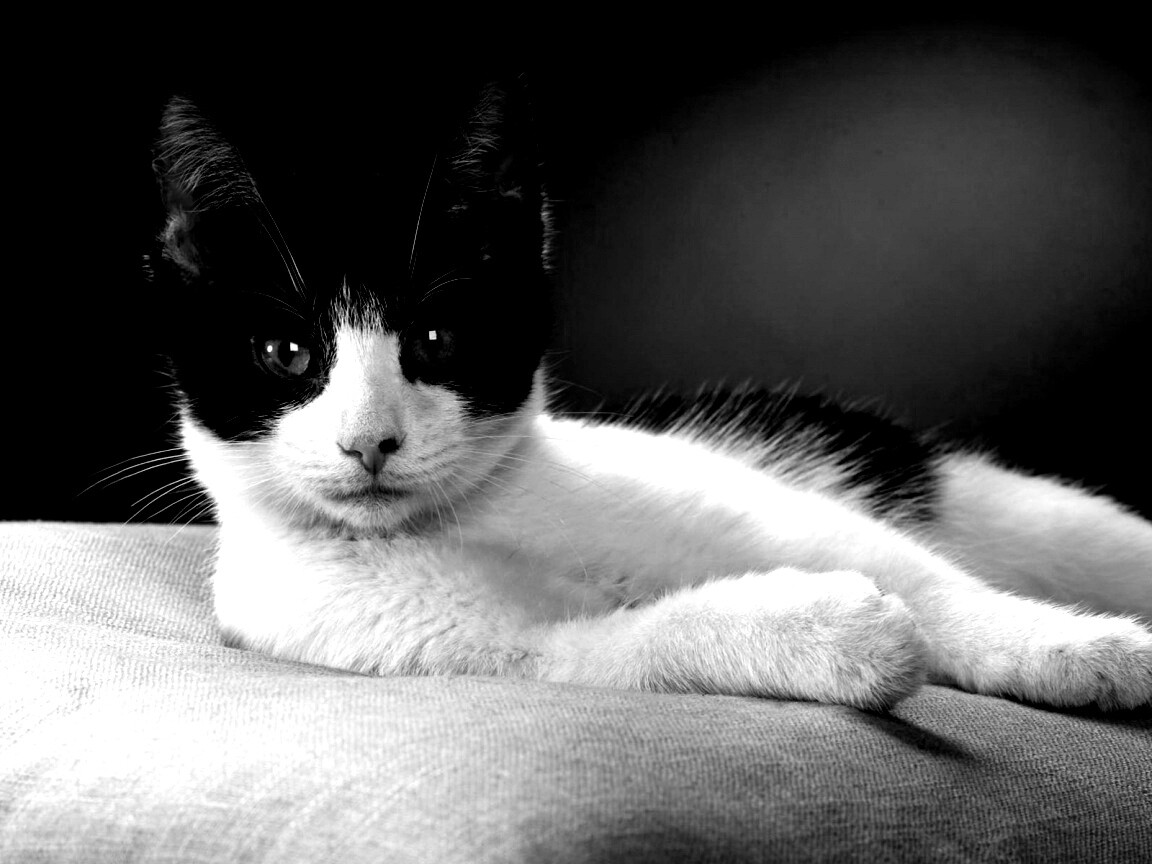 Кот на подушке обои