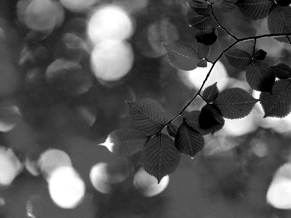 Зеленая ветка с листьями обои