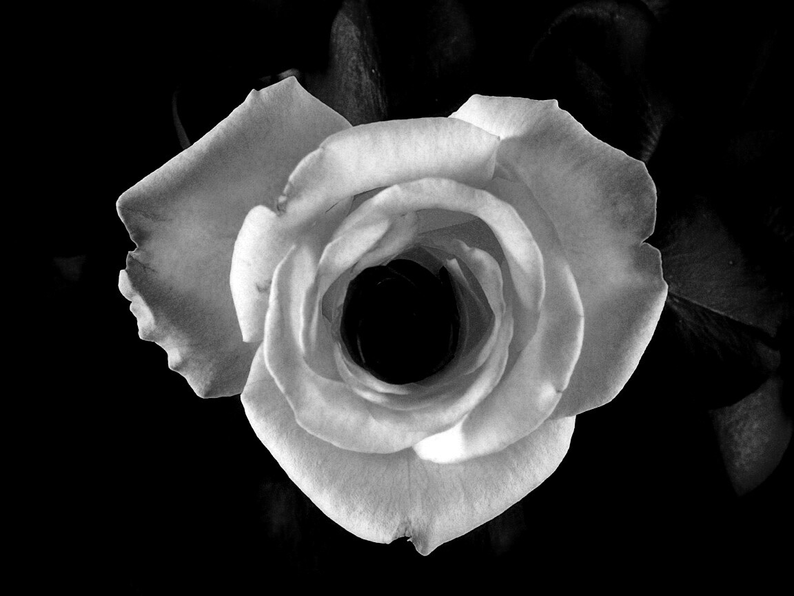 Необыкновенная роза обои