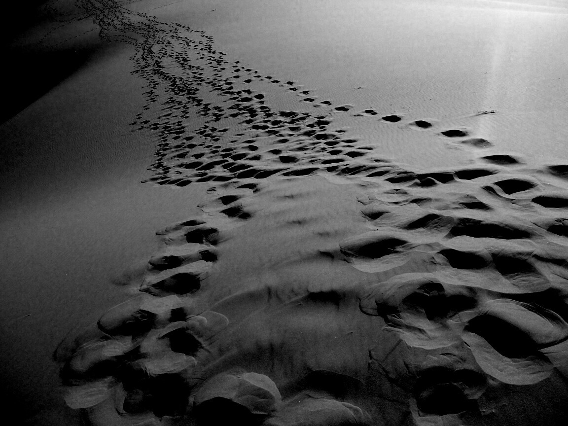 Следы в пустыне обои