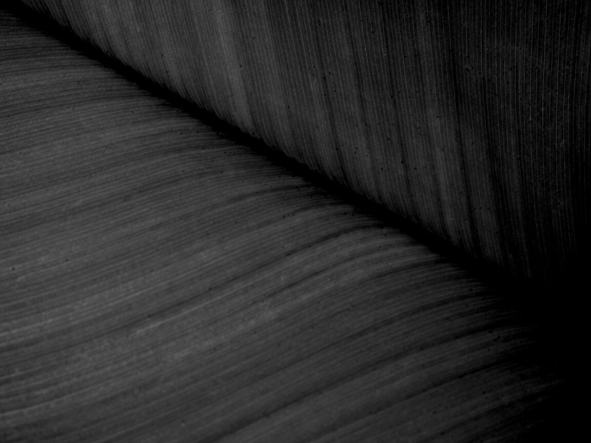 Зеленый лист обои