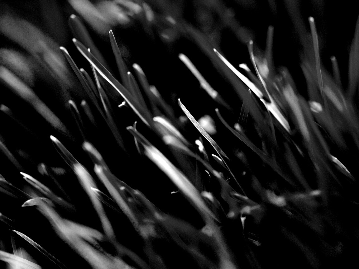 Зеленая свежая трава обои