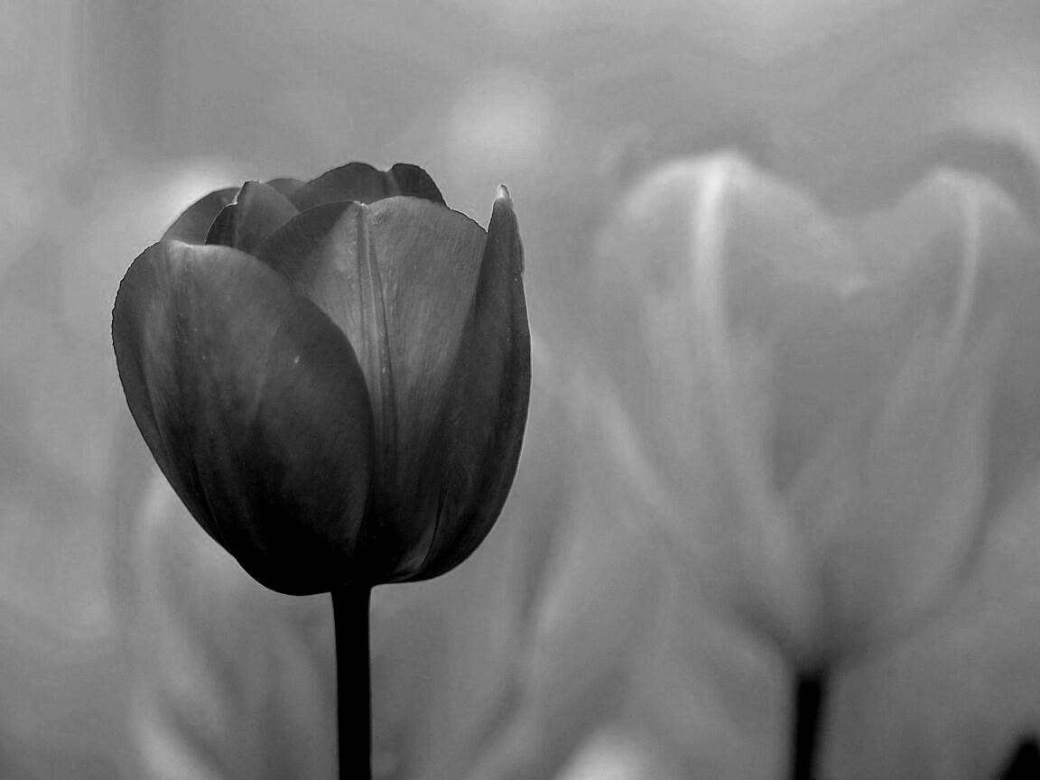 Красный тюльпан обои