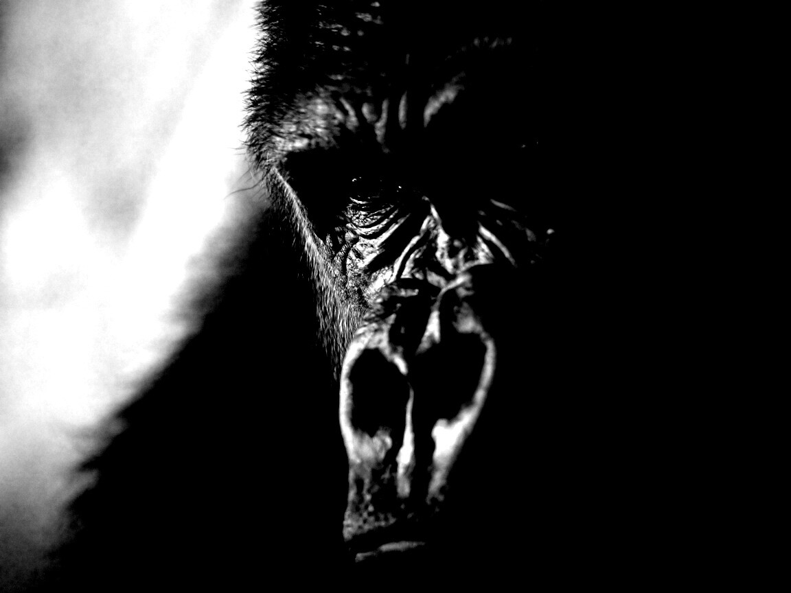 Фото орангутанга обои