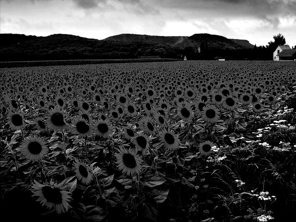 Живописное поле подсолнухов обои