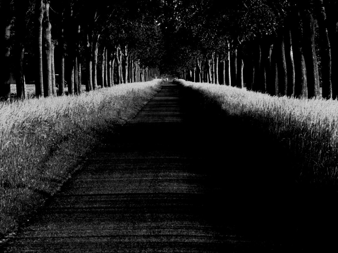 Живописная аллея обои