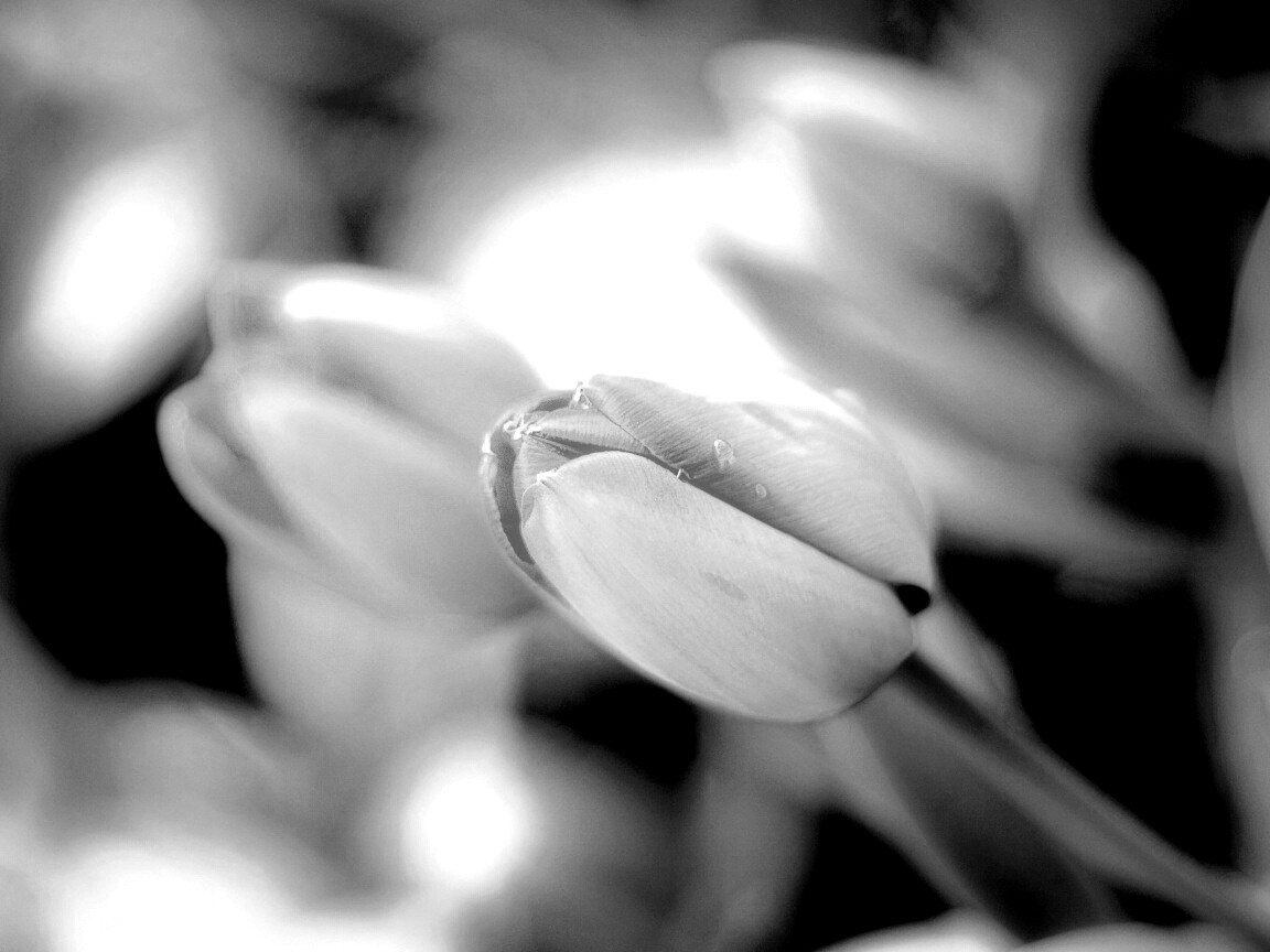 Красивый тюльпан обои