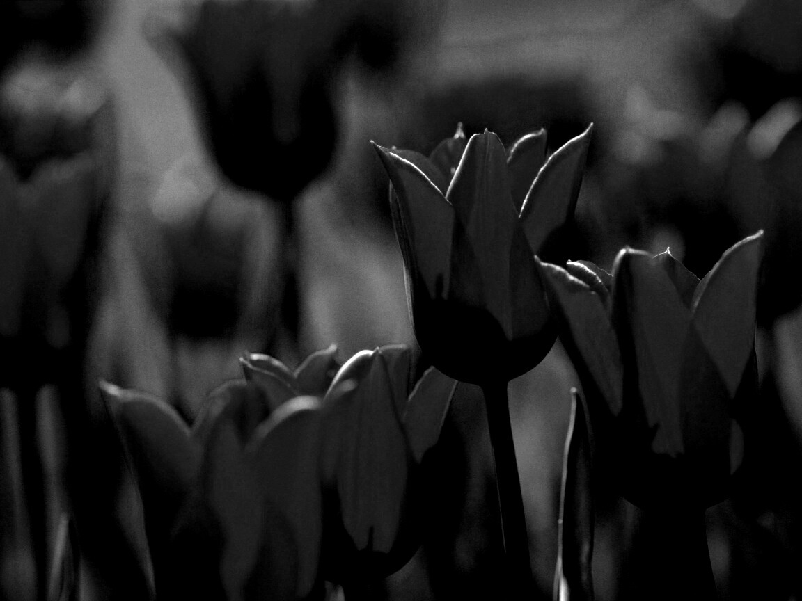 Красные цветы обои