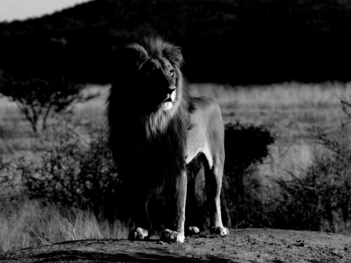 Царь зверей обои