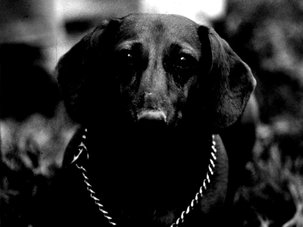 Рыжая такса обои