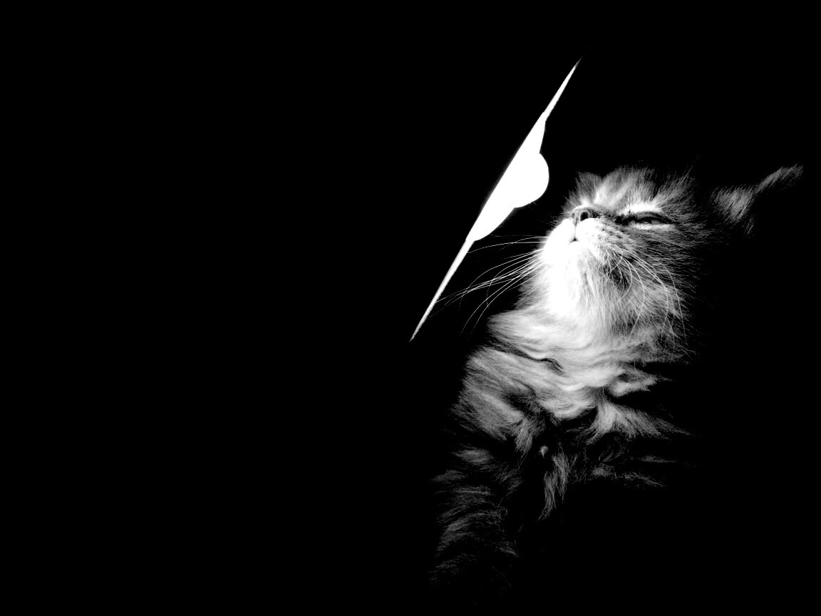 Котя на свету обои