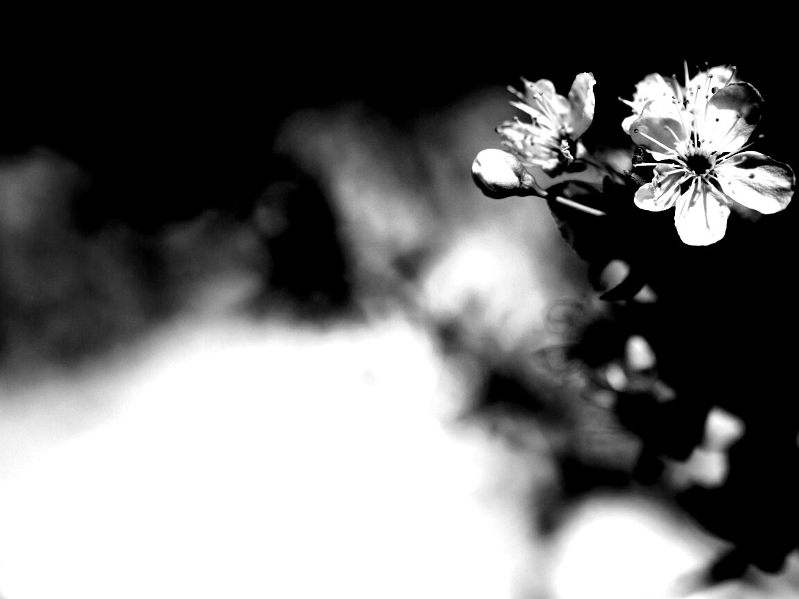 Цветок вишни обои