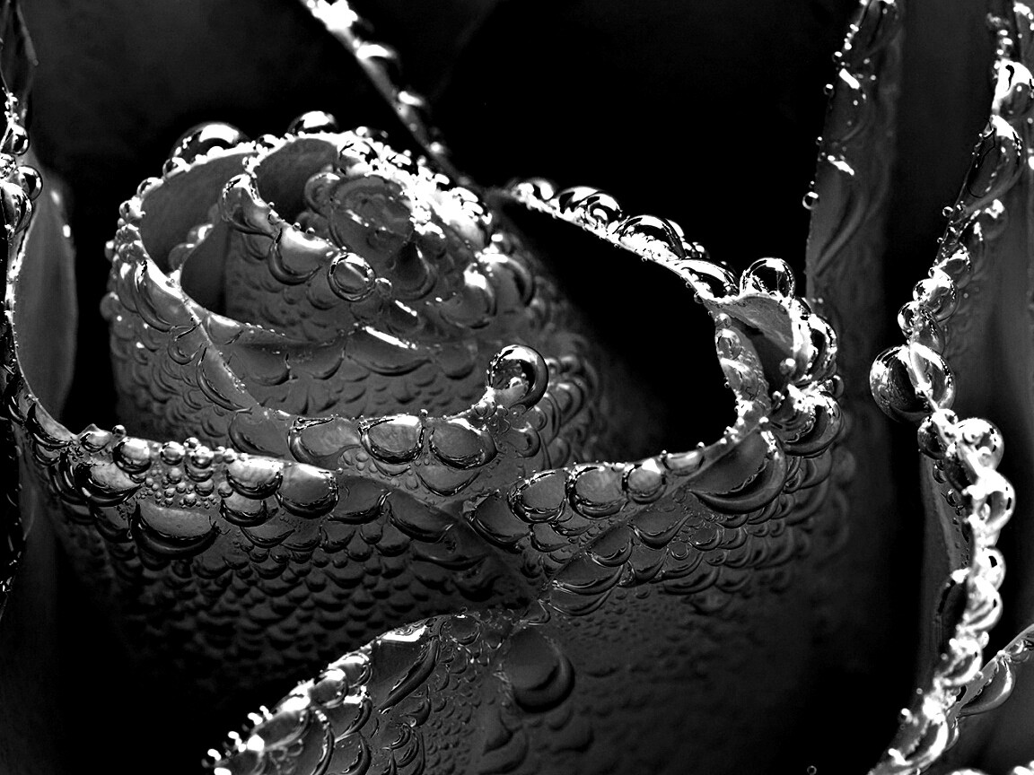 Мокрый желтый цветок обои