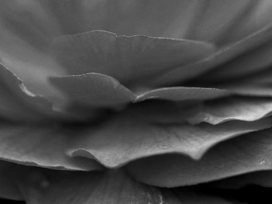 Лепестки красного цветка обои