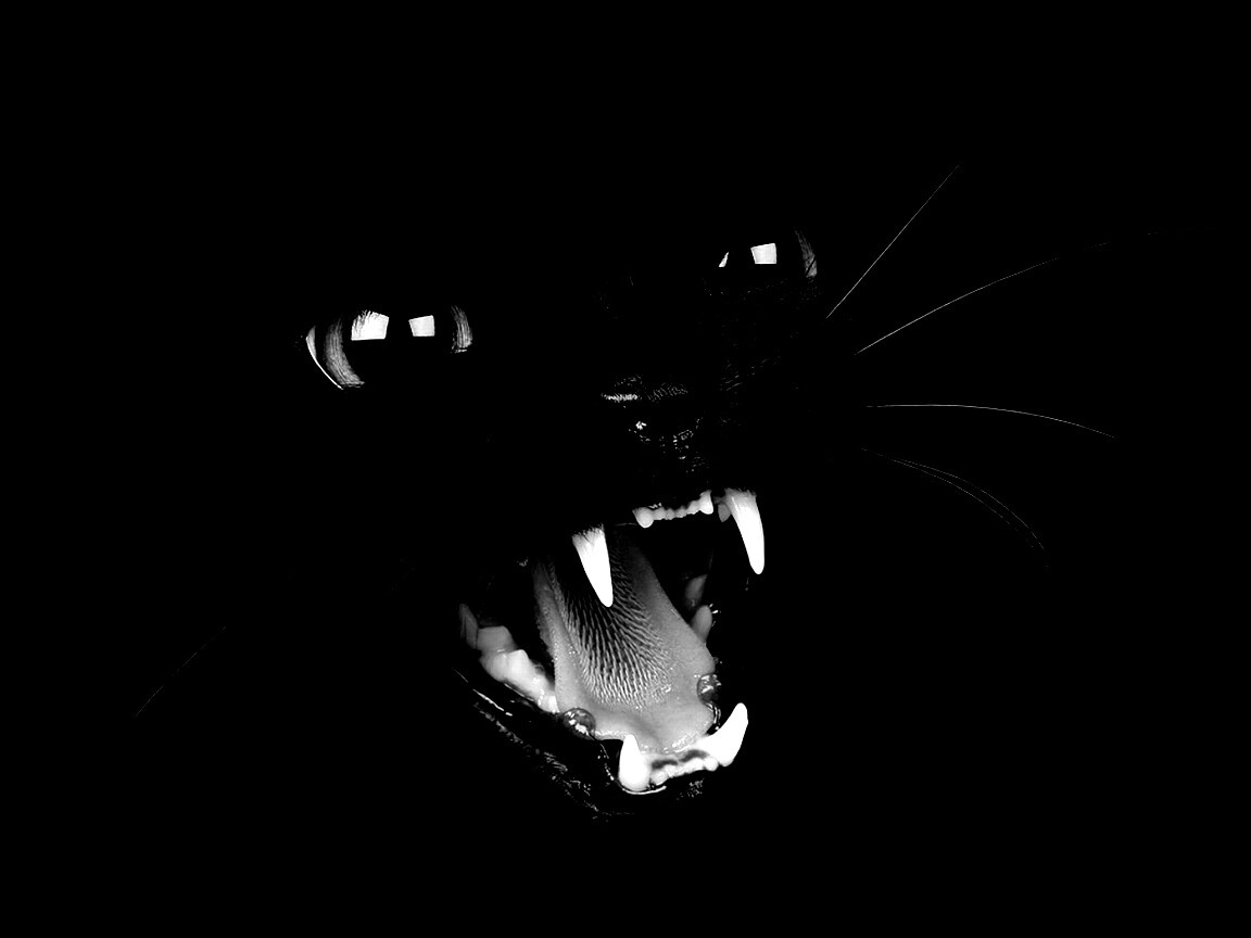 Злобный кошидзе обои