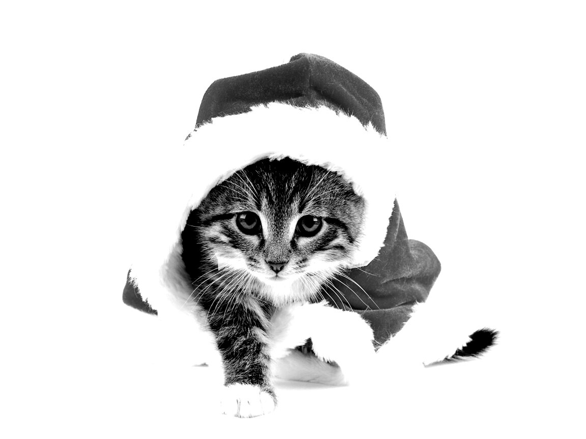 Новогодний кот обои