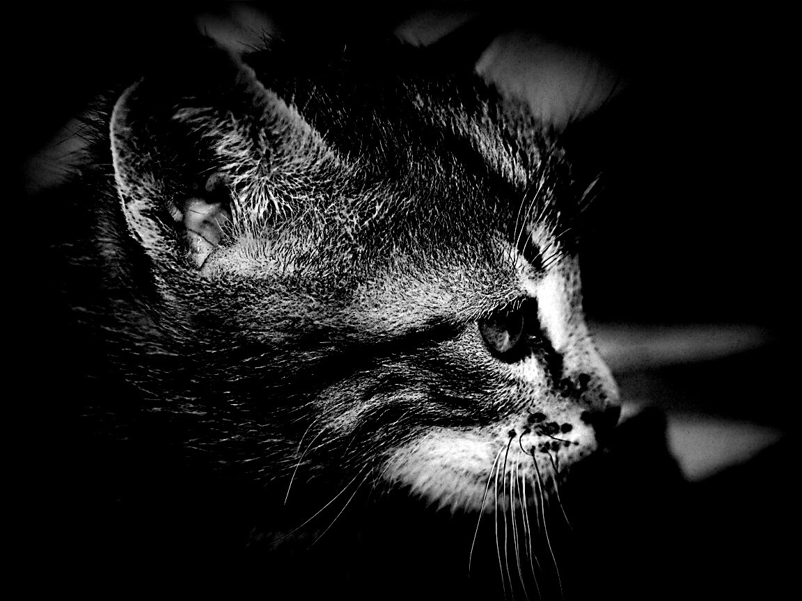 Котенок с голубыми глазами обои