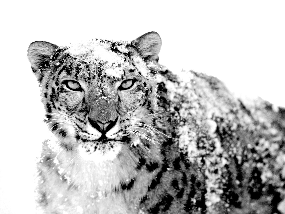 Снежный леопард обои